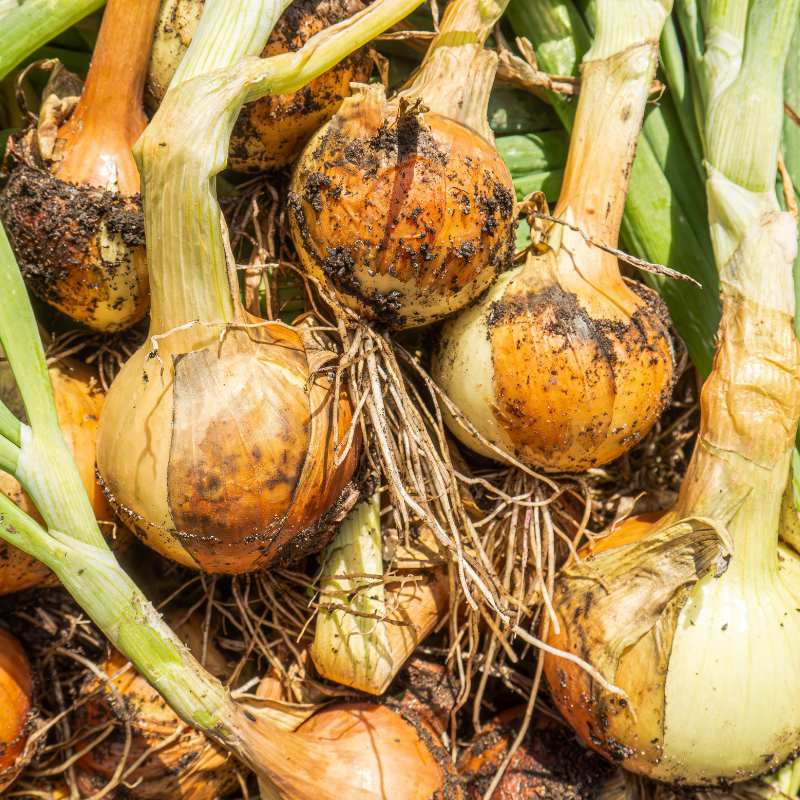 Runde, goldbraune Zwiebelfrüchte