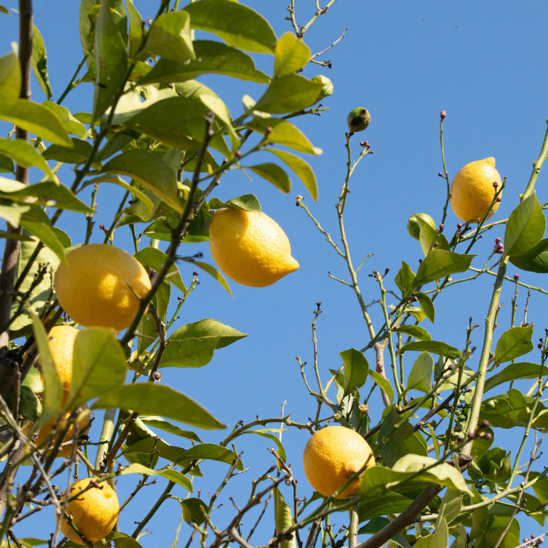 Handgeerntete Zitrone Fino Samen (Citrus limon 'Fino') – saftige Zitronensorte von Amigato