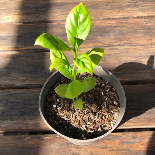 Zitronenbaum mit schönen grünen Blättern