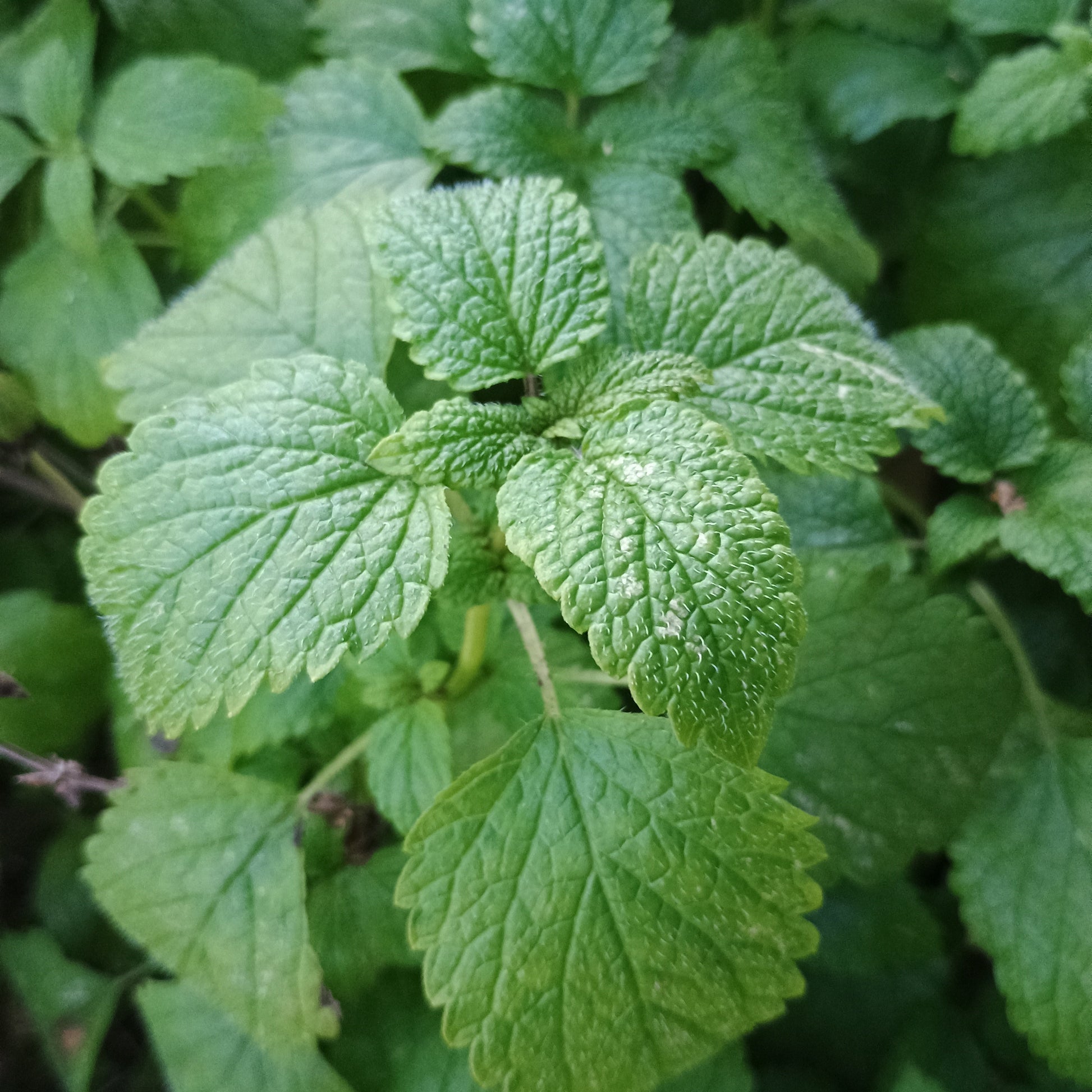 Zitronenmelisse Pflanze, grüne geaderte Blätter