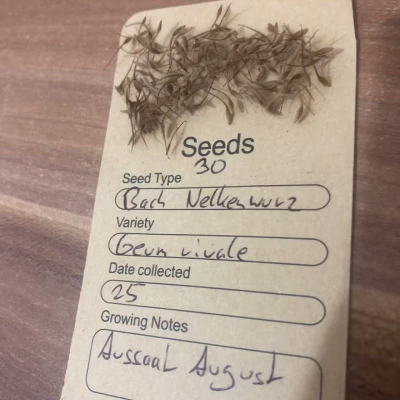 Saatgutpackung Bach-Nelkenwurz Geum rivale mit 30 Samen aus nachhaltigem Eigenanbau