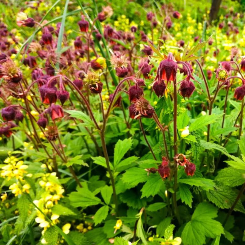 Bachnelkenwurz (Geum rivale) mit nickenden, glockenförmigen Blüten in rotbraun und gelb sowie gefiederten, wintergrünen Blättern, wächst 30 bis 70 cm hoch und bevorzugt feuchte, halbschattige Standorte.