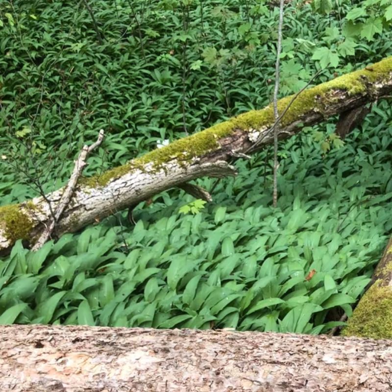 Frische Bärlauchblätter Allium ursinum im Frühlingswald, kräftiges Grün mit Knoblaucharoma