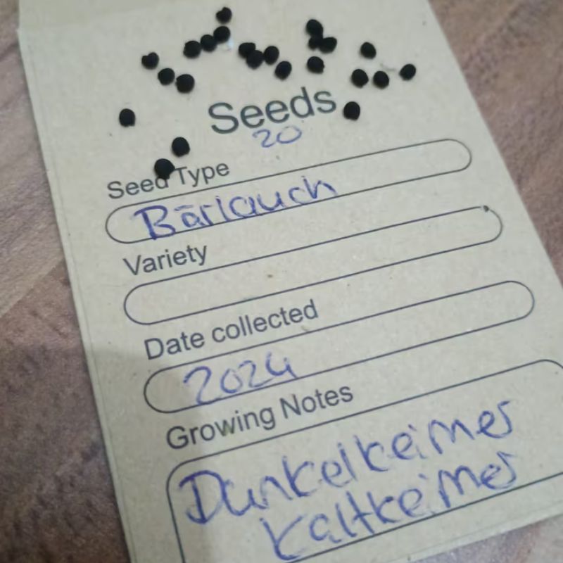 Saatgutpackung Bärlauch Allium ursinum mit 20 Samen aus nachhaltigem Eigenanbau