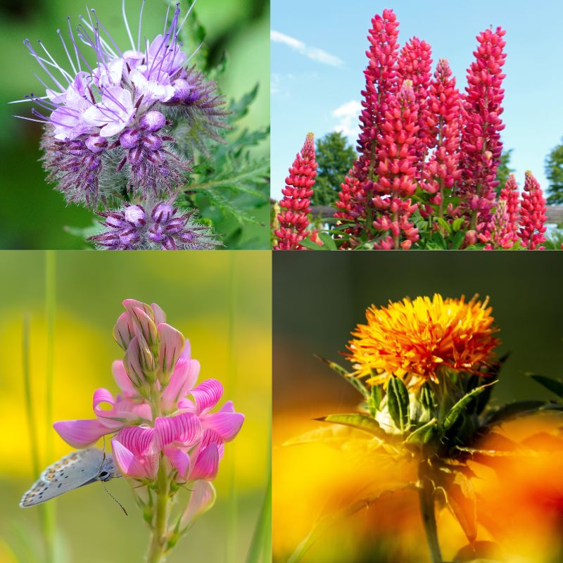 Bunte Blumenmischung für Wildbienen und Schmetterlinge, blühende Sommerwiese auf 2–3 Quadratmetern