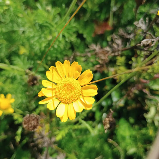 Färberkamille Samen Anthemis tinctoria kaufen – robuste gelbe Bienenstaude Aussaat