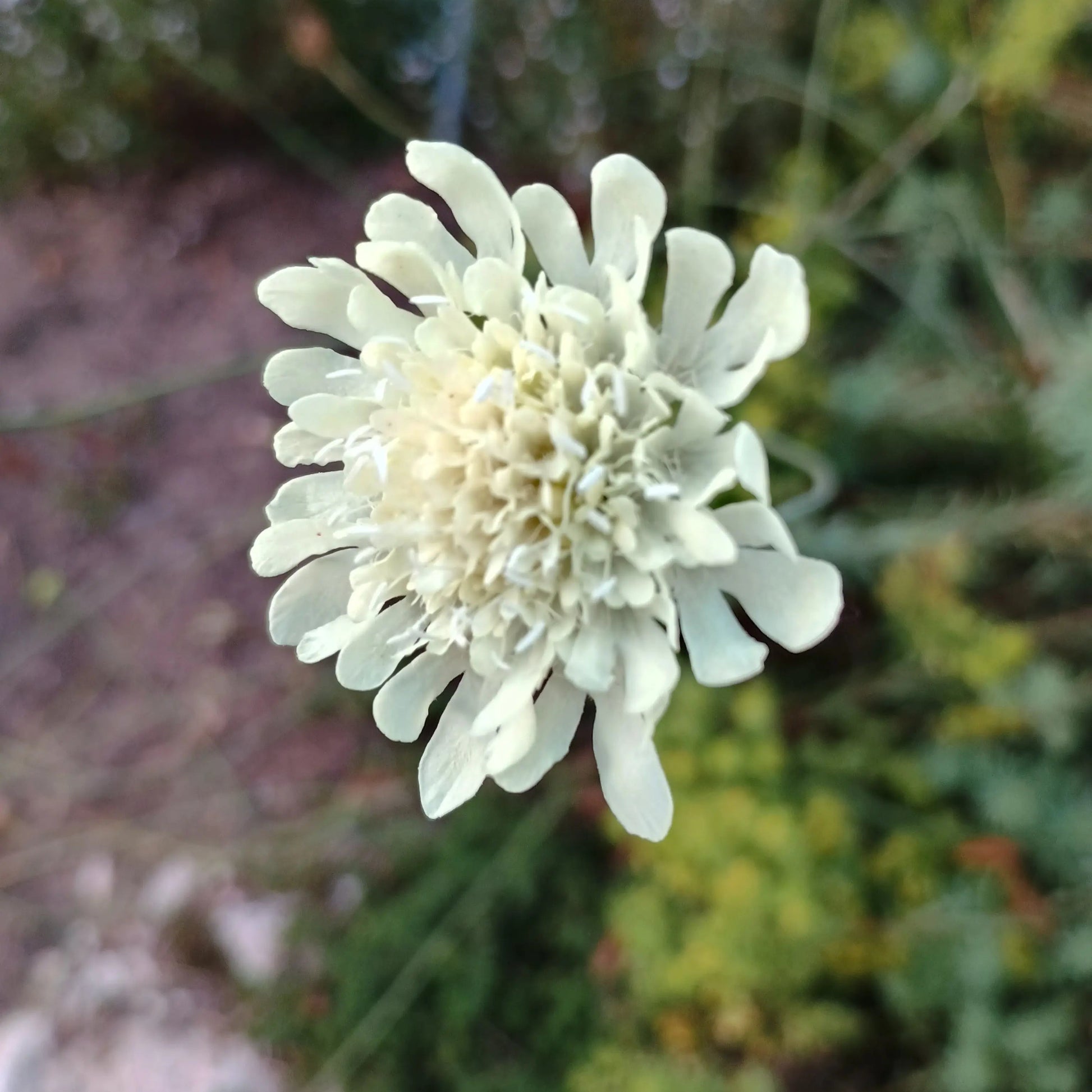 Gelbe Skabiose Samen Scabiosa ochroleuca kaufen – bienenfreundliche Wildstaude Aussaat