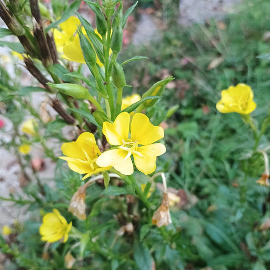 Gemeine Nachtkerze Samen Oenothera biennis kaufen – gelbe duftende Wildblume Aussaat