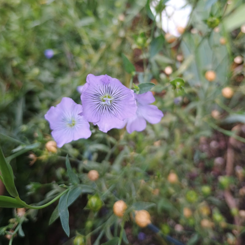 Gemeiner Lein Flachs Samen Linum usitatissimum kaufen – hellblaue Blüten Naturgarten