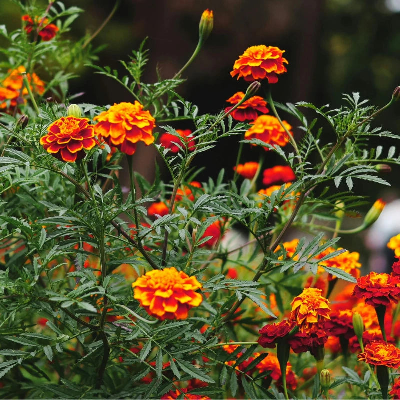 Gewürztagetes orange Samen Tagetes tenuifolia kaufen – duftende Sommerblume Nematodenabwehr
