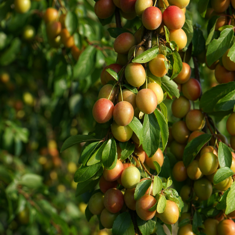 Mirabellenbaum Patenschaft
