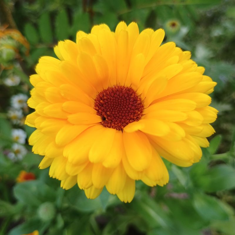 Leuchtend gelb-orange Ringelblume Calendula officinalis in voller Blüte im Garten