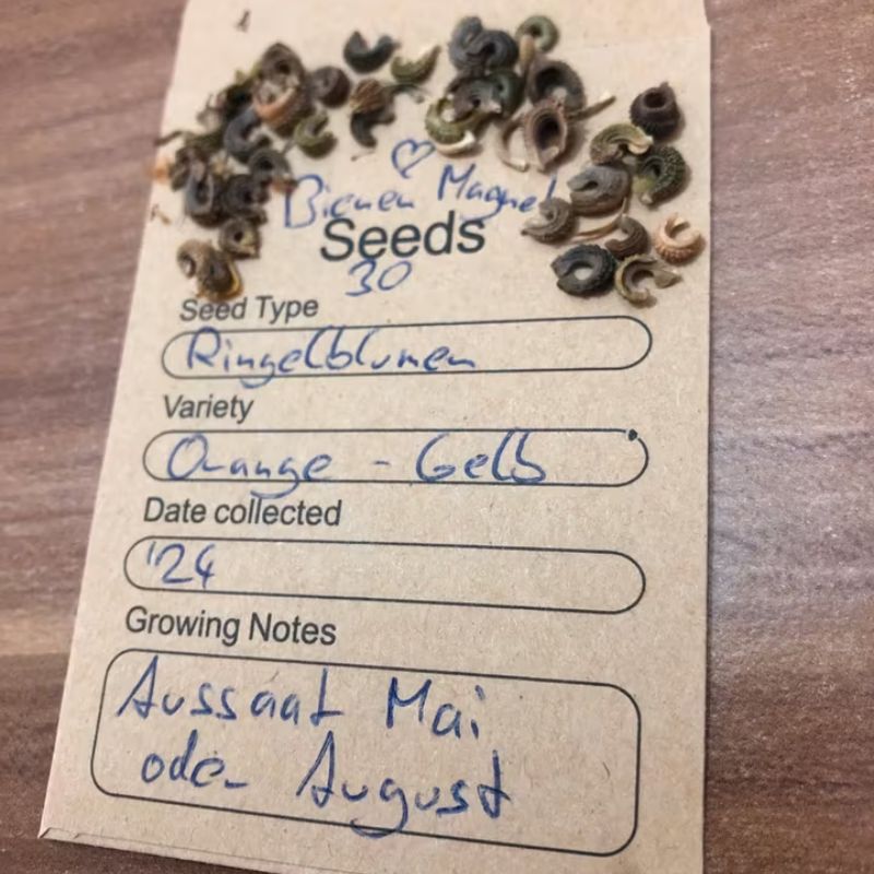 Saatgutpackung Ringelblume Calendula officinalis mit 30 Samen aus nachhaltigem Eigenanbau