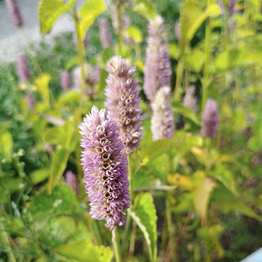 Bio Samen Duftnessel Agastache kaufen – Duftende Bienenpflanze Aussaat Frühjahr