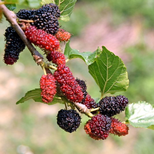 Maulbeerbaum (schwarz) Patenschaft