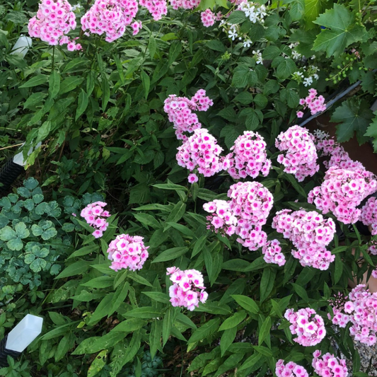 Staudenphlox (Phlox paniculata), mit kräftigen, aufrechten Stängeln und dichtstehenden, rosa-weißen Blütendolden, sommerblühend und duftend.