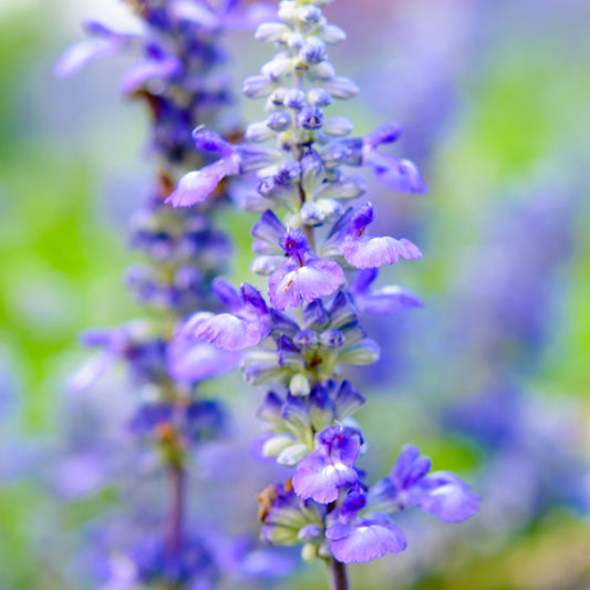 Ysop Samen Hyssopus officinalis kaufen – duftende Bienenstaude Kräutergarten Aussaat