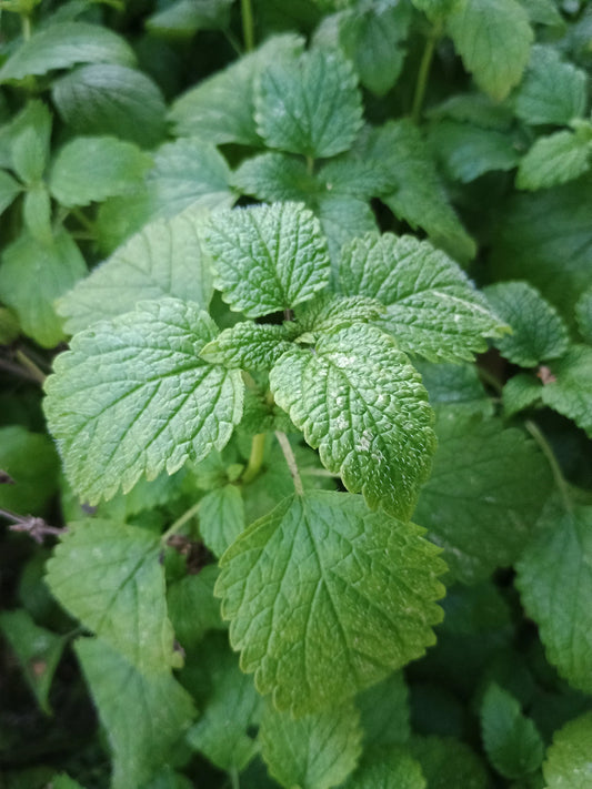 Zitronenmelisse Samen Melissa officinalis kaufen – duftende Kräuterstaude Aussaat